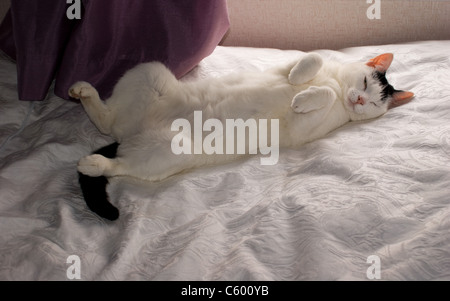 Il bianco e il nero CAT dormire su un piumone giacente sul retro con i piedi a zampe IN ARIA Foto Stock