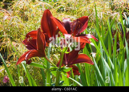 Lily 'Black Out' Foto Stock