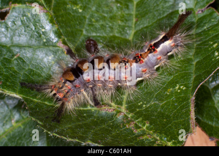 Vaporer tarma (Orgyia antiqua) larva Foto Stock