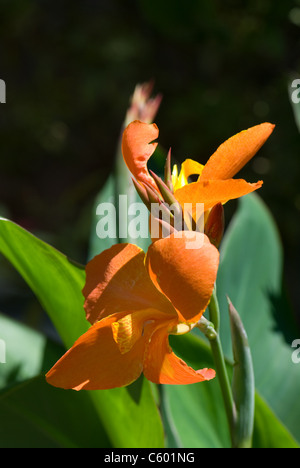 Canna "Orange Punch' Foto Stock