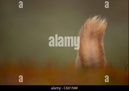 Scoiattolo rosso Sciurus vulgaris vista posteriore di una coda adulti tra i colori autunnali. Cairngorms National Park, Scotland, Regno Unito Foto Stock