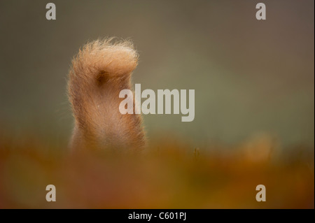 Scoiattolo rosso Sciurus vulgaris vista posteriore di una coda di adulti in quanto si trova tra colori autunnali. Cairngorms National Park, Scozia Foto Stock