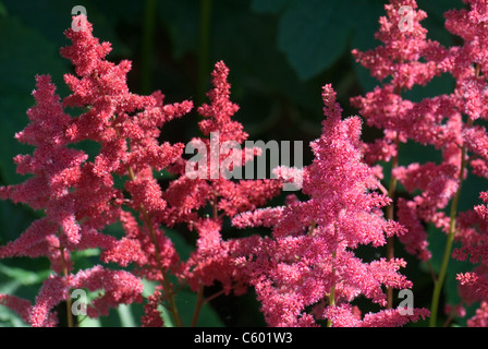 Rosso e rosa astilbe prosperare in pezzata ombra... Foto Stock