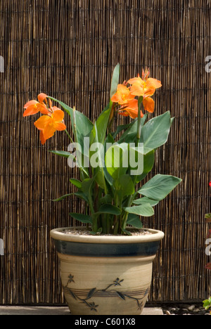 Canna "Orange Punch' Foto Stock