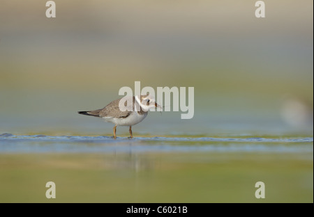 Di inanellare plover Charadrius hiaticula un adulto di mangiare un Daddy Long legs che ha appena pescato. Le isole Shetland, Scotland, Regno Unito Foto Stock