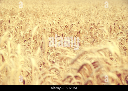 Mature campo di grano Foto Stock