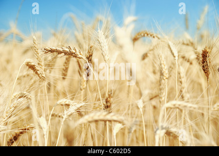 Mature campo di grano Foto Stock