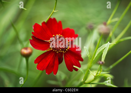 Close up di un singolo pianure Coreopsis, varietà rossa, noto anche come Calliopsis Foto Stock