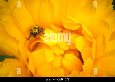 Close up spotted cetriolo beetle sul giallo dei fiori di calendula Foto Stock