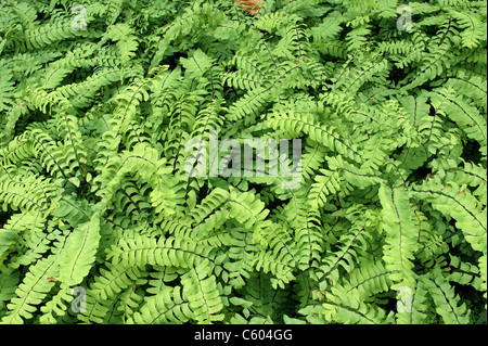 Northern felce capelvenere foglie verdi Adiantum pedatum Foto Stock