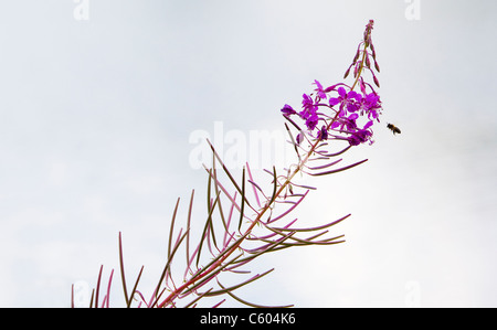 Rosebay Willow-herb Chamerion angustifolium, Kent. Regno Unito, estate Foto Stock