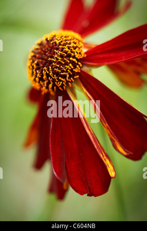 Close up di un singolo pianure Coreopsis, varietà rossa vista laterale, noto anche come Calliopsis Foto Stock