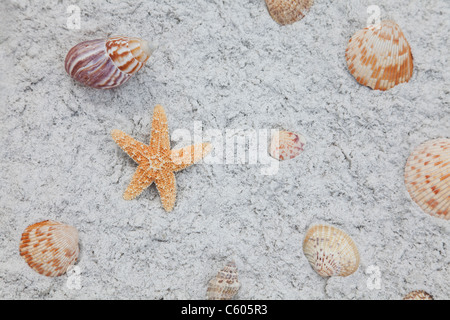 Stati Uniti d'America, Florida, St. Pete Beach, stelle marine e conchiglie sulla sabbia Foto Stock