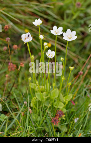 Erba di Parnassus Parnassia palustris crescendo in Derbyshire calcare dale Foto Stock