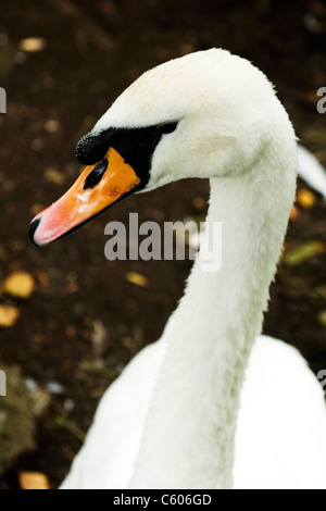 London Parliament Hill Hampstead Heath close up di un maschio di cob cigno o Cygnus olor protegge il suo nido nel laghetto di uccelli Foto Stock