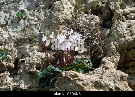 Rosa pallido Cyclamen persicum cresce su nel suo habitat naturale sull'isola Mediterranea di Cipro Foto Stock