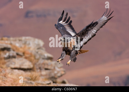 Jackal Buzzard in volo Foto Stock