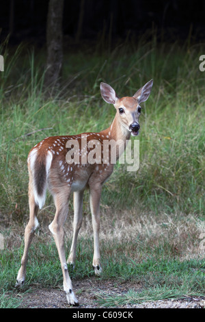 Un Culbianco Deer Fawn, Odocoileus virginianus, guardando indietro al visualizzatore. Fucile Camp Park, Woodland Park, New Jersey, STATI UNITI D'AMERICA Foto Stock