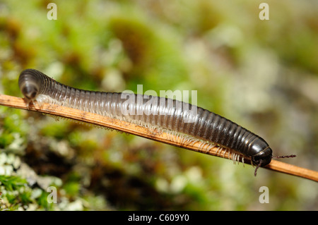 White-gambe millepiedi di serpente o nero millepiedi (Tachypodoiulus niger) Foto Stock