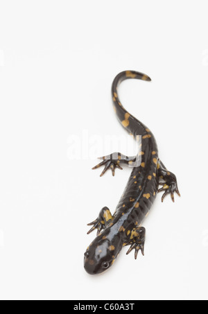 Stati Uniti d'America, Illinois, Metamora, studio shot di salamandra Foto Stock