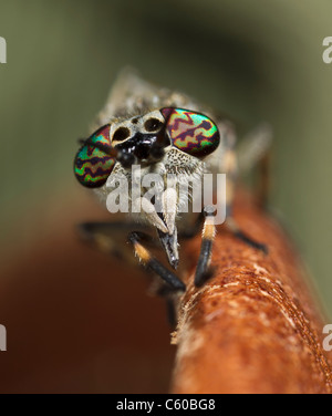 Incavo femmina-cornuto cleg, Haematopota pluvialis, cleg-flly o horsefly Foto Stock
