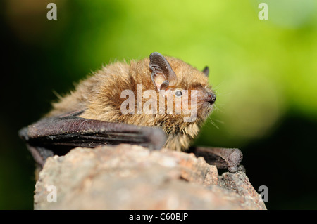 Subedema bat (Eptesicus serotinus) Foto Stock