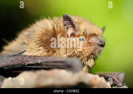 Subedema bat (Eptesicus serotinus) Foto Stock