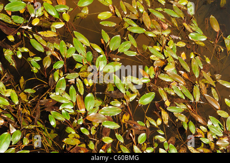 Bog lenticchia d'acqua (Potamogeton polygonifolius) Foto Stock