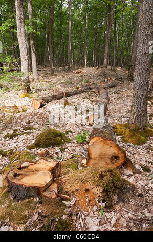 Alberi malati abbattuti nella foresta di Tronçais (03360), Allier, Avergna Francia, Europa Foto Stock