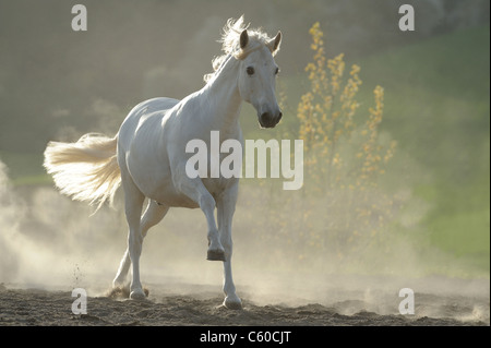 Cavallo andaluso (Equus caballus ferus). Grigio castrazione in un galoppo in un polveroso paddock. Foto Stock