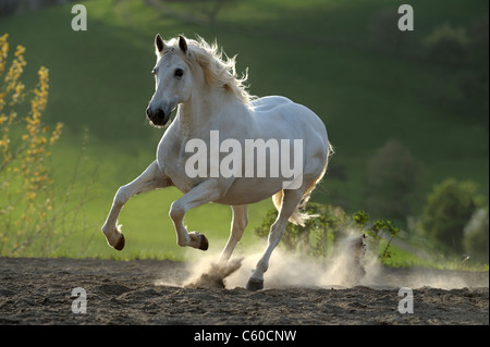 Cavallo andaluso (Equus caballus ferus). Grigio castrazione in un galoppo in un polveroso paddock. Foto Stock