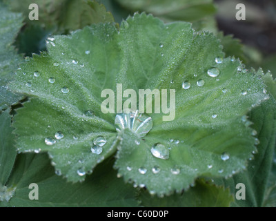 Mantello della Signora con gocce d'acqua sulle foglie Foto Stock