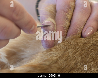 Il veterinario taglia con il bisturi in un sacco o scroto di gatto e testicoli durante la castrazione di un gatto maschio Foto Stock