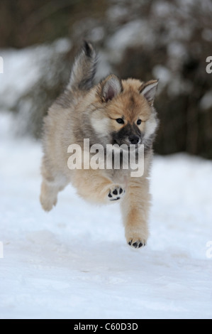 Eurasier, Eurasian (Canis lupus familiaris), cucciolo in esecuzione sulla neve.