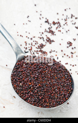 Nero Semi di senape Foto Stock