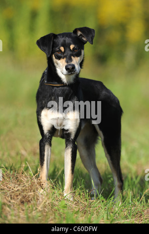 Mongrel (Canis lupus familiaris) con il collare e il piombo in piedi sull'erba. Foto Stock