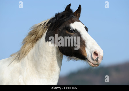 Cavallo di vernice (Equus caballus ferus). Ritratto di una castrazione. Foto Stock