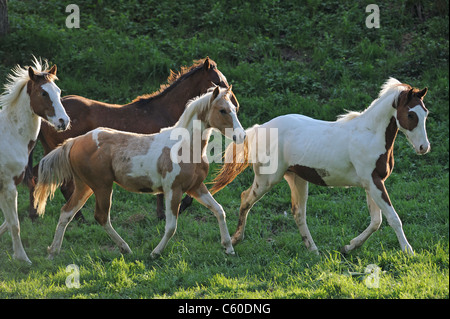 Cavallo di vernice (Equus caballus ferus). Allevamento di un anno: in un trotto su un pascolo. Foto Stock