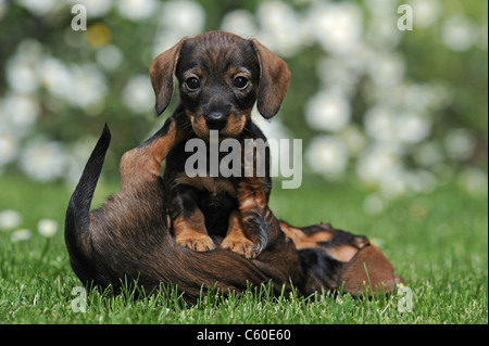 Wire-haired Bassotto (Canis lupus familiaris). Due Cuccioli giocando su un prato in un giardino. Foto Stock