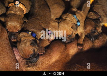 Ridgeback rhodesiano (Canis lupus familiaris). I cuccioli allattamento. Foto Stock