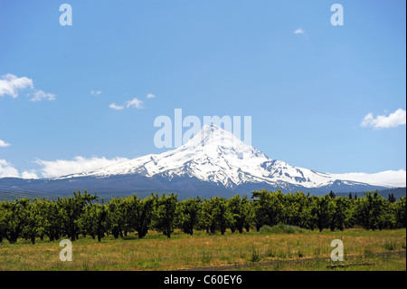 Monte Cofano, Oregon. Foto Stock