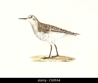 Il Wilson's Sandpiper, almeno il Sandpiper, Peep (Tringa pusilla, Calidris minutilla) vintage litografia bird - James De Kay, Zoologia di NY, fauna, uccelli Foto Stock