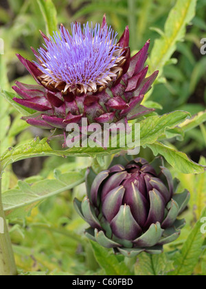 Carciofi, parzialmente perenne commestibile thistle originari dell Europa meridionale del bacino del Mediterraneo Foto Stock