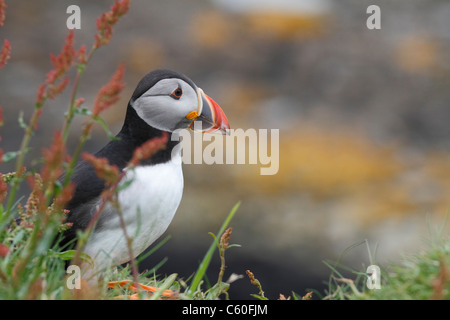 Un Puffin guardando fuori da qualche erba Foto Stock