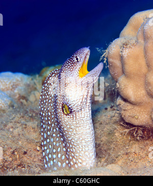 Una Murena yellowmouth, la bocca aperta con il suo corpo sporgente verticalmente da un foro in una roccia accanto a un corallo duro Foto Stock