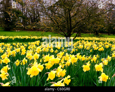 I campi di giallo Giunchiglie in Hughenden Manor giardini e parchi, High Wycombe, Bucks, Regno Unito Foto Stock