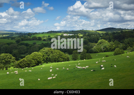 Terreni agricoli vicino al villaggio di Myddfai. Parco Nazionale di Brecon Beacons. Carmarthenshire. Il Galles. Regno Unito. Foto Stock