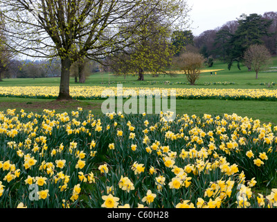 I campi di giallo Giunchiglie in Hughenden Manor giardini e parchi, High Wycombe, Bucks, Regno Unito Foto Stock