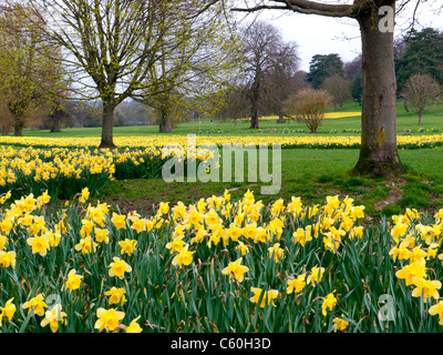 I campi di giallo Giunchiglie in Hughenden Manor giardini e parchi, High Wycombe, Bucks, Regno Unito Foto Stock