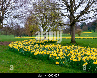 I campi di giallo Giunchiglie in Hughenden Manor giardini e parchi, High Wycombe, Bucks, Regno Unito Foto Stock